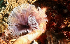 Raja Ampat 2016 - Feather duster Worm - undetermined - Sabelle - IMG_4120_rc